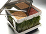 Lexen Healthy Sprouter
